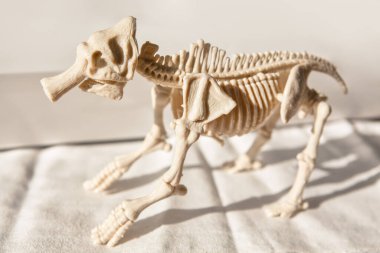 Korkunç bir hayvanın iskeleti. Memeli kemikleri anatomisi