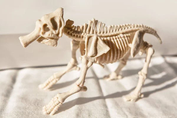 Skeleton of a monstrous animal . Mammal bones anatomy
