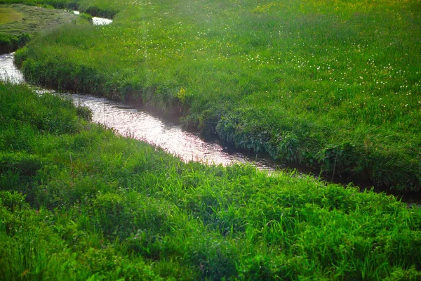 Płynący Strumyk Zielonej Łące Łąki Ekologiczne Polnymi Kwiatami — Zdjęcie stockowe
