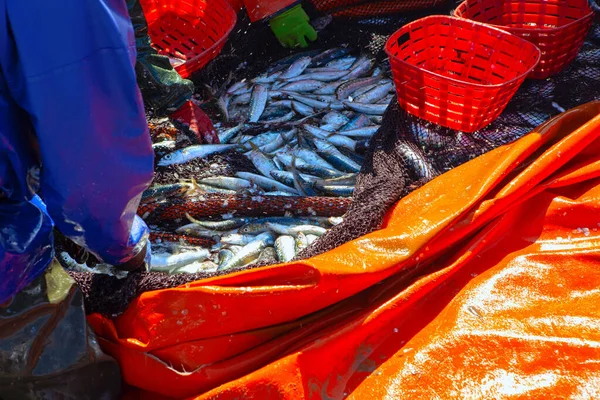 Спіймати Океанський Сардин Рибалки Сортують Улов Свіжозловлена Риба — стокове фото