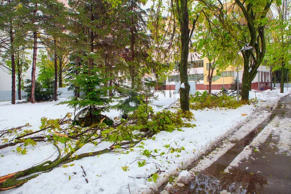 City Street after the Snow Storm . After Spring Blizzard with Broken Trees