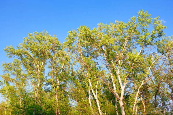 Πράσινο Κορυφές Δέντρων Την Άνοιξη — Φωτογραφία Αρχείου