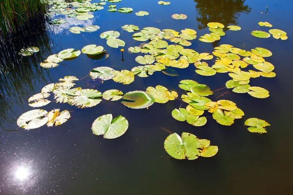 Sol Reflekteras Vattnet Lilja Sjön — Stockfoto