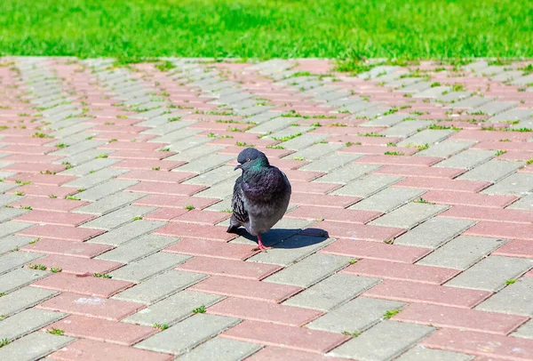 Pombo Caminhando Sozinho Pavimento — Fotografia de Stock