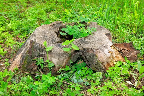 Plante Verte Croissance Dans Vieux Tronc Pourri — Photo