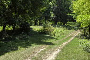 Yaz ormanında patika. Yeşil ormanlık alanda köy yolu 