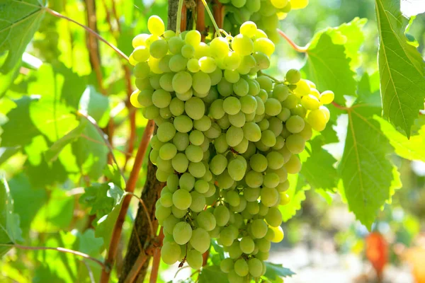 Winogrona Produkcji Wina Uprawa Zbiór Winogron — Zdjęcie stockowe