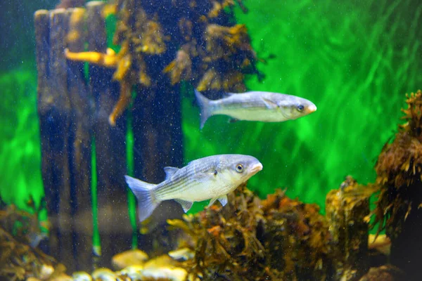 Silver Fish in Transparent Water with Colorful Background