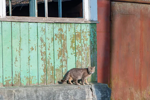 Gri Taşra Kedisi Terk Edilmiş Bir Evde Yaşıyor Sokak Hayvanı — Stok fotoğraf