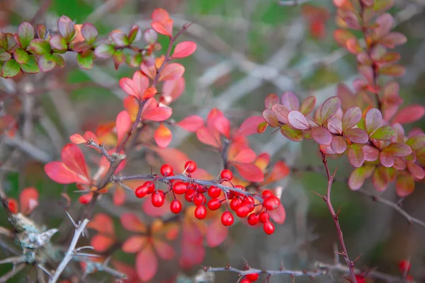 Bush Red Berries Thorns Autumn — Stock Photo, Image
