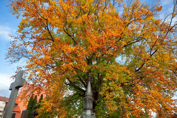 Bunter Baum Auf Dem Friedhof Friedhof Herbst — Stockfoto