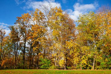 Sarı yapraklı sonbahar ağaçları. Renkli park manzarası 