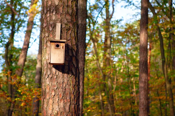 Vogelhuisje Aan Een Dennenboom Naaldbos Met Nestkastje Herfst — Stockfoto