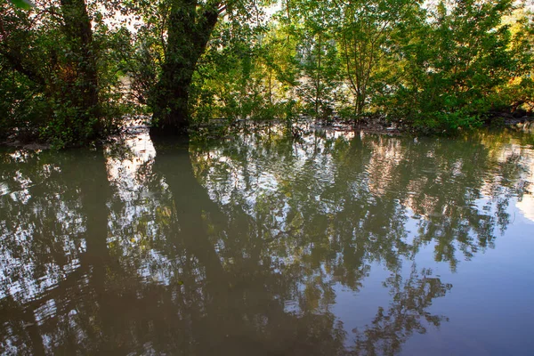 Kustbomen Een Regenstorm Natuur Inundatie — Stockfoto