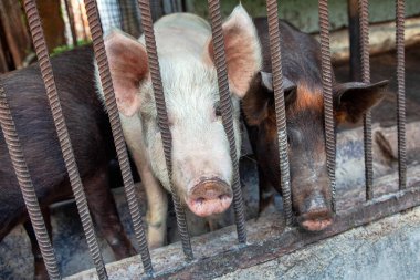 Kafesteki domuz. Domuz çiftliği.