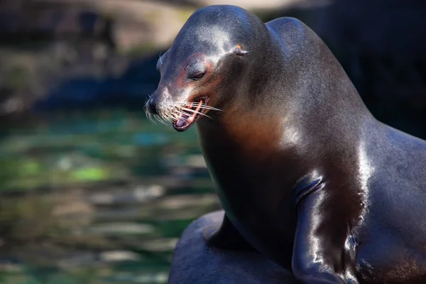 Lion Mer Californie Debout Sur Rocher Animal Souriant Zalophus Californianus — Photo