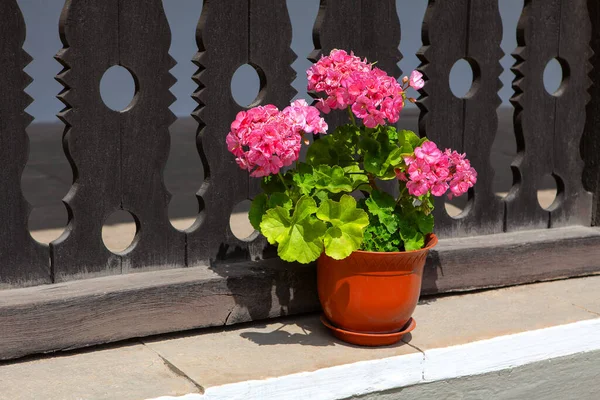 ゲラニウムの花のポットロシアヤードの装飾 — ストック写真