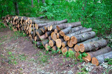 Ormandaki odun yığınları. Orman yok etme sahnesi