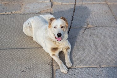 Zincire vurulmuş yaşlı bir köpek. Hayvan kameraya bakar.