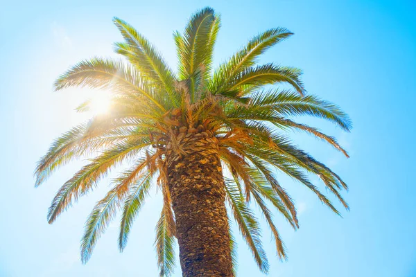 Zonneschijn Palmboom Zon Schijnt Palmtakken — Stockfoto