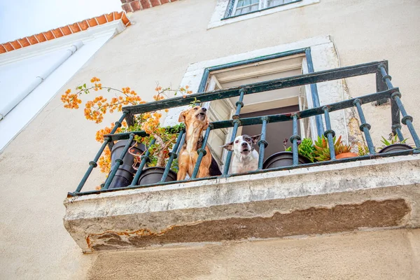 Zwei Haustiere Auf Dem Balkon Hunde Bellen Zusammen — Stockfoto