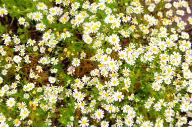 Tarlada papatya çayı. Yaz bitkileri