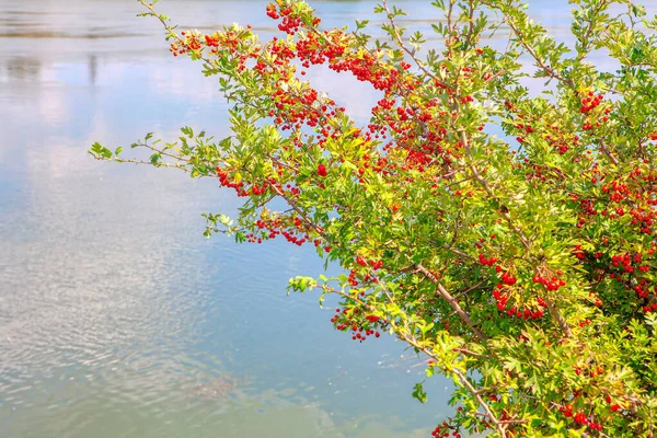 Weißdorn Verästelt Den Fluss Rote Beeren September — Stockfoto