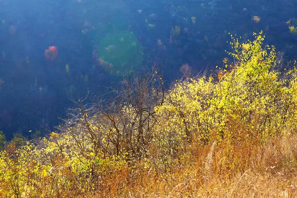 秋天的大自然 五彩缤纷的植物 生长在山边的树木 — 图库照片