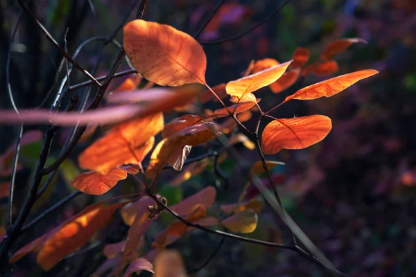 Ekim Kırmızı Yapraklar Günışığında Sonbahar Yaprakları — Stok fotoğraf