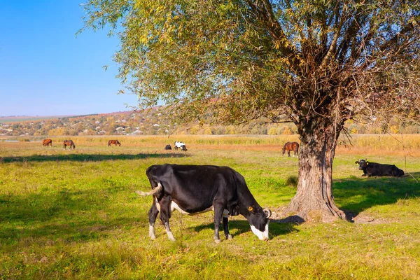 Animales Domésticos Pastoreo Prado Verano Paisaje Rústico Con Vacas Caballos —  Fotos de Stock