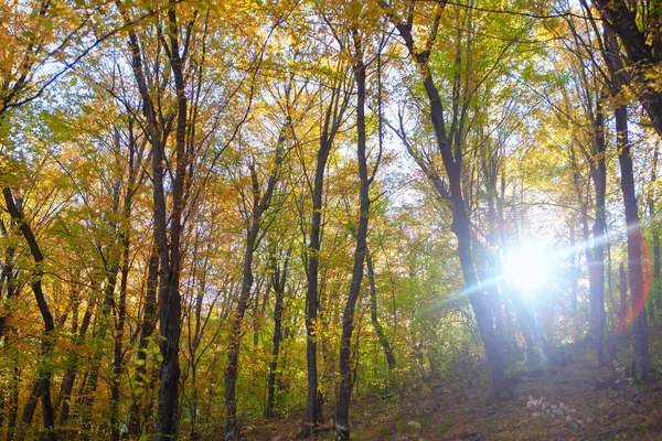 金色的秋天秋天森林里的阳光 — 图库照片