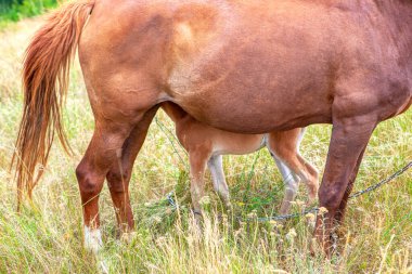 Kısrak ve kısrak manzarası. Evcil hayvanlar, anne ve çocuk.
