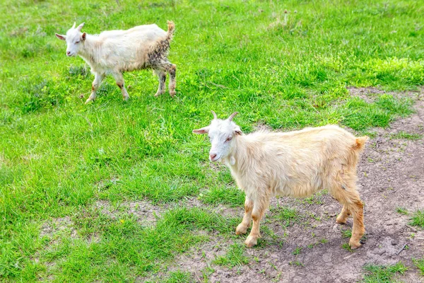 Twee Geiten Weide Witte Huisdieren — Stockfoto