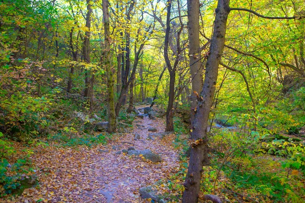 Caminho Florestal Bom Para Caminhadas Woodland Temporada Outono — Fotografia de Stock