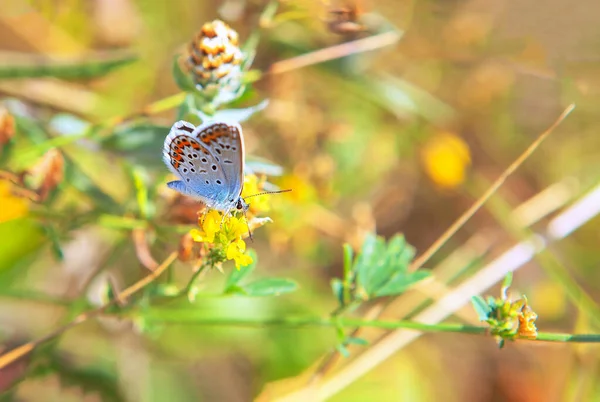 Běžný Modrý Motýl Slunečného Dne — Stock fotografie