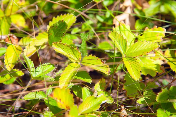 Grüne Erdbeerblätter Unkultivierte Pflanzen Wald — Stockfoto