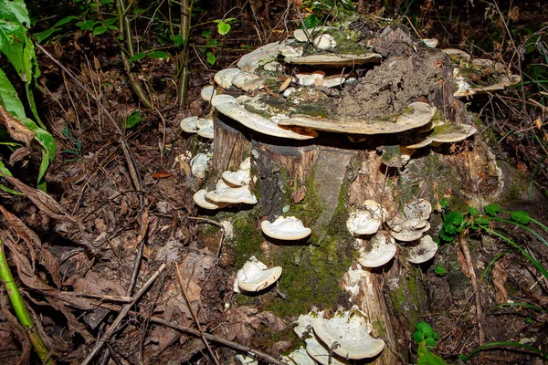 Conks Growing Rotten Stump Tree Bracket Fungus — Stock Photo, Image
