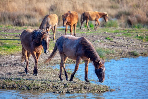 Táj Vad Lóval Mustangok Vadonban — Stock Fotó