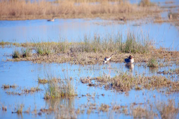 Vogelschutzgebiet Sumpfgebiet Mit Exotischen Vögeln — Stockfoto