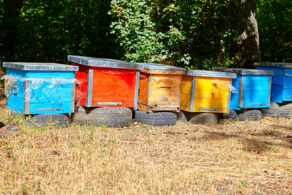 森の中の蜂 ミツバチのためのカラフルな家 蜂蜜の生産 ロイヤリティフリーのストック画像