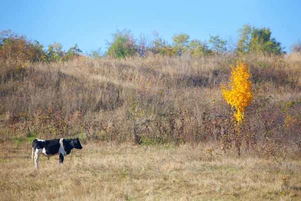 Calf Meadow Autumn Single Tree Yellow Leaves — Stock Photo, Image