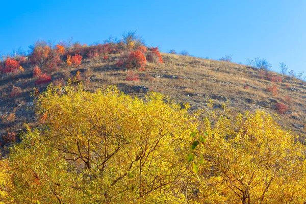 落黄的枝条 山景多石 — 图库照片