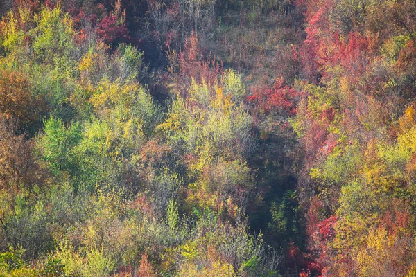 Vista Superior Del Bosque Otoño Bosque Otoño —  Fotos de Stock