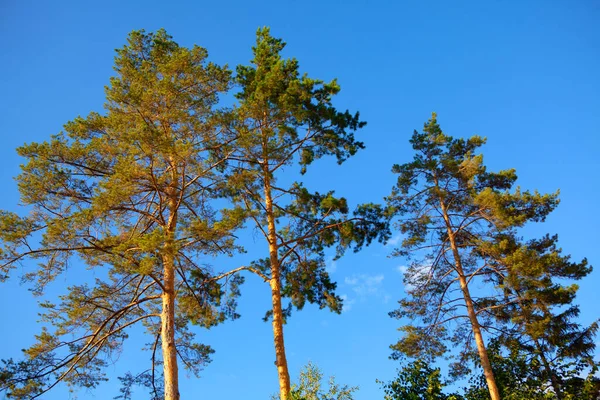 Pinheiros Altos Contra Céu Azul Árvores Verdes — Fotografia de Stock