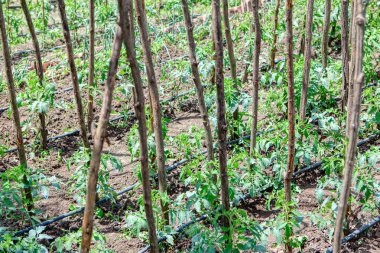 Yeşil sebzeli bahçe. Sulama sistemi olan domates çiftliği