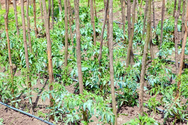 Jardim Tomate Com Irrigação Por Mangueira Cultivo Tomates — Fotografia de Stock