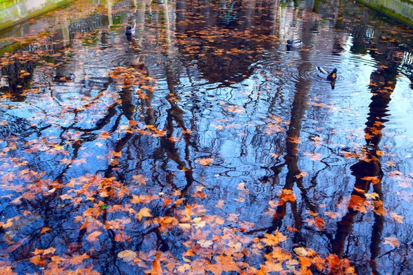 Jesienne Liście Powierzchni Wody Park Jesienią — Zdjęcie stockowe