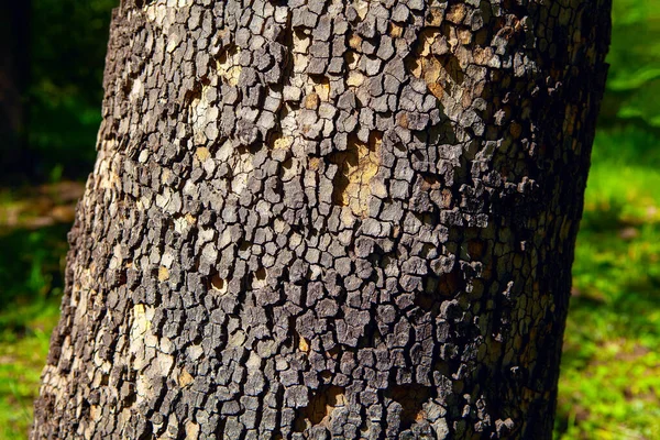 Baumrinde Quadratischen Muster Stamm Eines Nadelbaums — Stockfoto