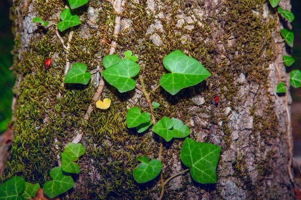 Hiedra Creciendo Tronco Árbol —  Fotos de Stock