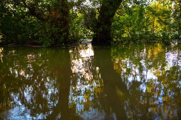 Overstroming Het Bos Natuur Hevige Regenval — Stockfoto